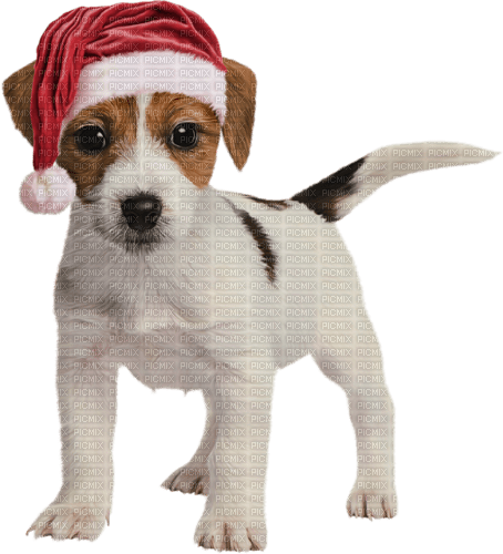 perro  navidad dubravka4 - png gratuito