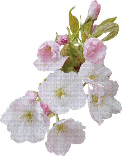 Spring Blossom - ücretsiz png