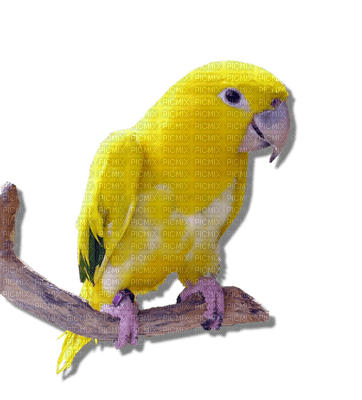 Kaz_Creations Birds Bird Parrot - Free PNG