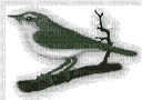 Pájaro - Ingyenes animált GIF