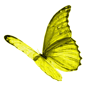 BUTTERFLY! - 無料png