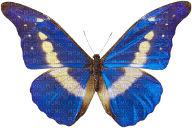 butterflies katrin - png grátis