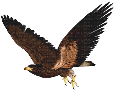 Kaz_Creations Birds Bird Hawk - Free PNG
