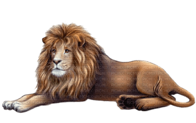 lion ( - PNG gratuit