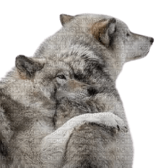 Loups câlins - PNG gratuit