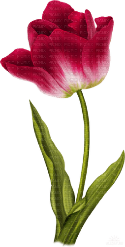 Flor roja - PNG gratuit