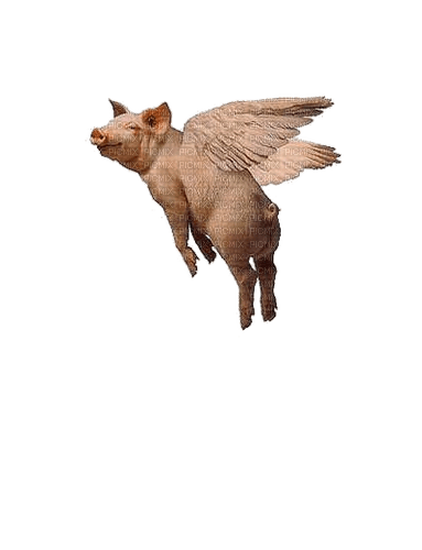 Schwein, Flügel, Fliegen - фрее пнг