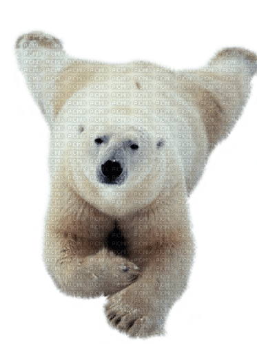 dolceluna polar bear deco fantasy winter cute - png gratuito