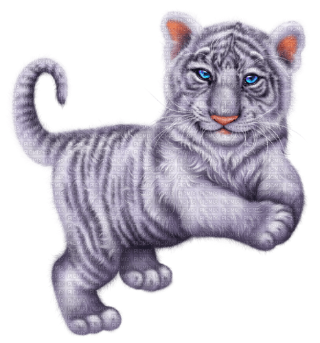 Y.A.M._Animals tiger - Free PNG
