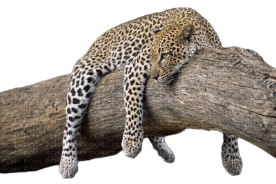 leopard bp - png grátis