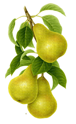 pears Bb2 - zdarma png