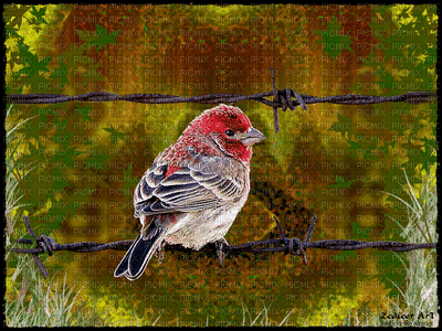 yalnız kuş - Δωρεάν κινούμενο GIF
