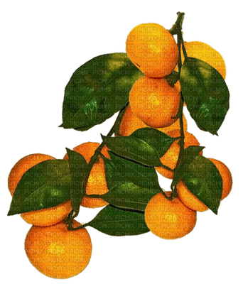 naranja - png gratis