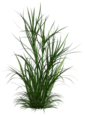Tube Plante Verte - PNG gratuit