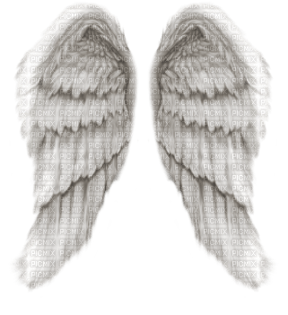 angel wings - png grátis