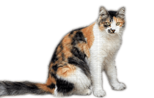 Rena Cat Katze Animal Tier - 免费PNG