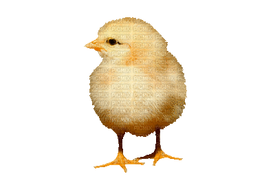 kurczak - Darmowy animowany GIF