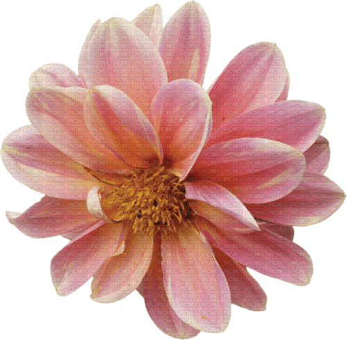autumn deco kikkapink png pink flower - бесплатно png