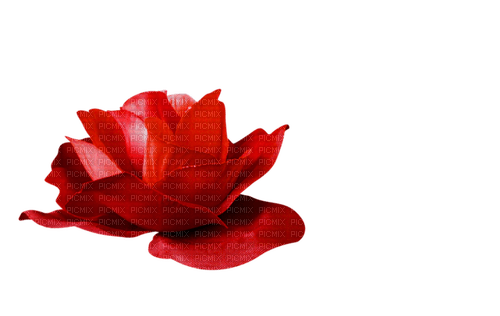 blomma--flower--red--röd - ingyenes png