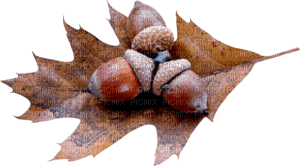 acorns  Bb2 - png gratuito
