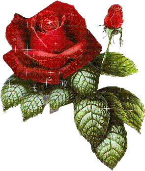 Rosa roja - GIF animado grátis