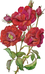 roses - Gratis animerad GIF