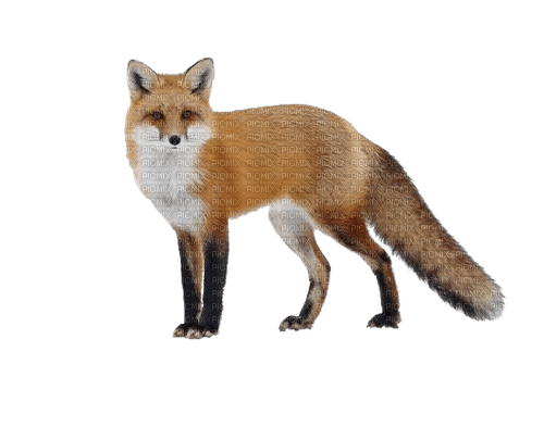 Fuchs, Fox - фрее пнг