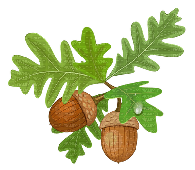 Acorns with leaves - ücretsiz png