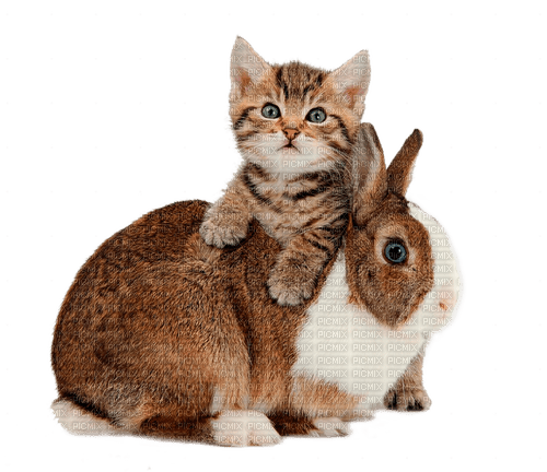 rabbit and cat by nataliplus - nemokama png