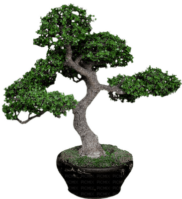 Baum - ücretsiz png