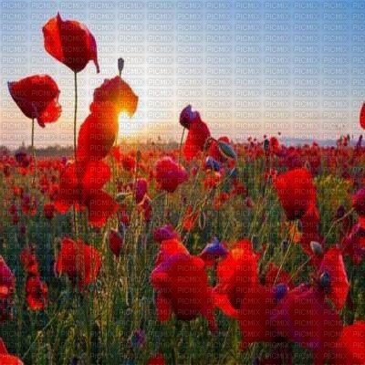kikkapink sunset spring poppy poppies background - PNG gratuit