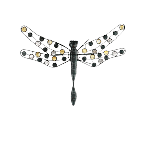 minou-dragonfly-trollslända-libellula - δωρεάν png