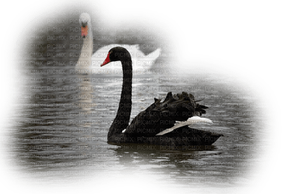 Kaz_Creations Animals  Birds Bird Swans - ilmainen png