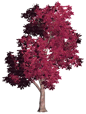 arbre.Cheyenne63 - Free animated GIF