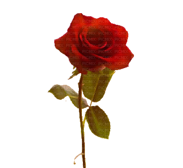 roses-Nitsa 1 - Nemokamas animacinis gif