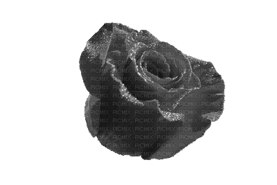 New roses Augenia made with love. - GIF animé gratuit