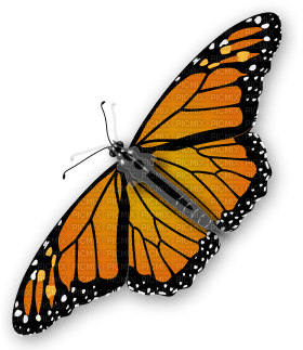 Kaz_Creations Butterfly - png gratuito