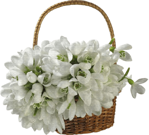 snowdrops basket - 無料png