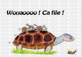 tortue - Free PNG
