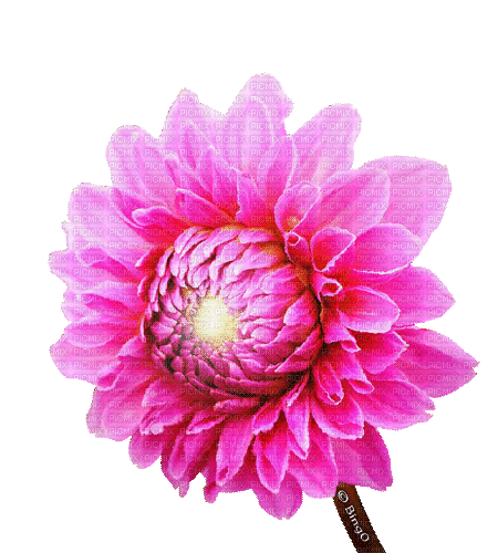 Y.A.M._Flower - Δωρεάν κινούμενο GIF