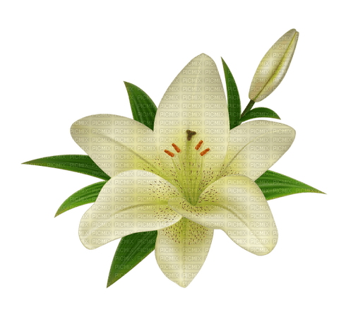 Lily Flower - PNG gratuit