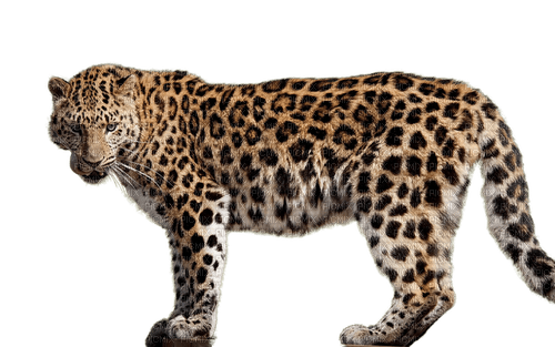 leopard milla1959 - ücretsiz png