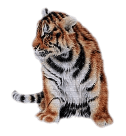 tiger katrin - ingyenes png