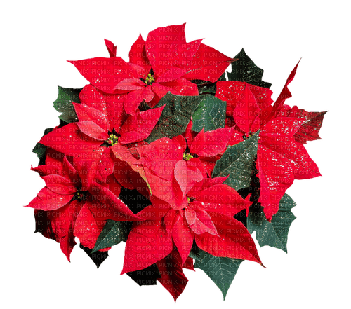 Christmas.Flowers.Noël.Fleurs.Victoriabea - Free PNG