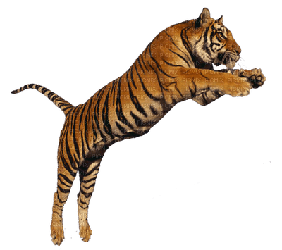 Kaz_Creations Animals Tiger - png gratis