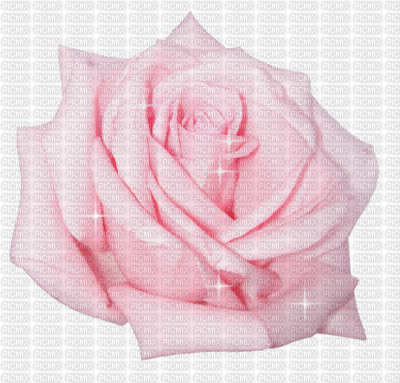 pink rose - Ingyenes animált GIF