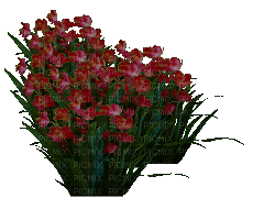 fleur rouge.Cheyenne63 - GIF animé gratuit