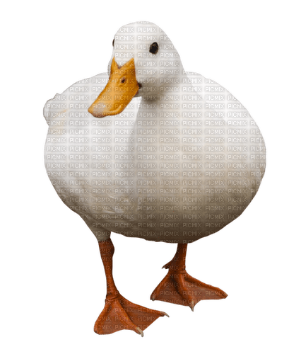 duck canard ente bird - gratis png