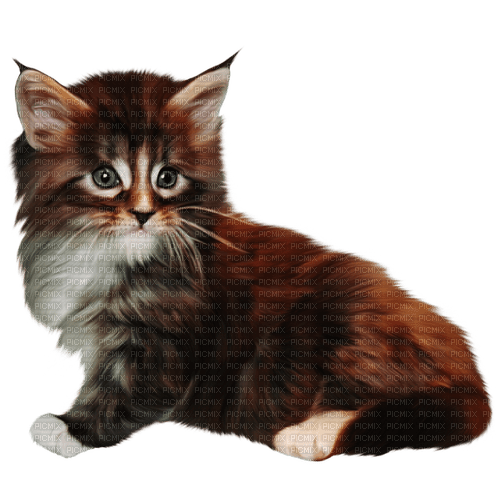 cat by nataliplus - 無料png