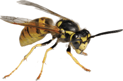 Kaz_Creations Insect Wasp - zadarmo png